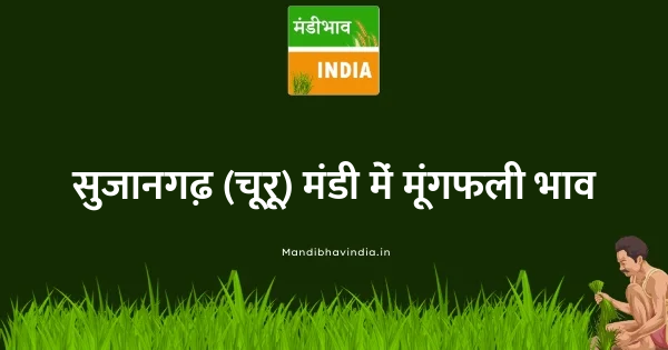 groundnut भाव